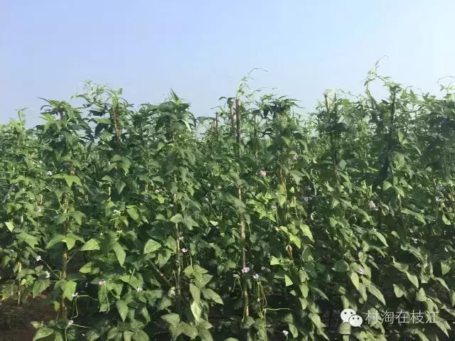 一个农村80后女孩的创业,80后农村女性创业故事