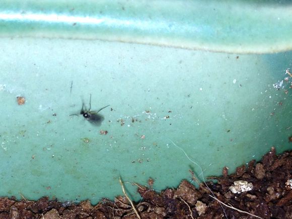 花友在绿萝旁放一些水果,结果满屋子小黑飞