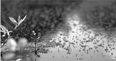 怎么样蚊子才能死,怎样才能干死蚊子