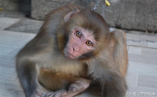 今年犯太岁的生肖要怎么规避,兔犯太岁戴什么生肖化解吉祥
