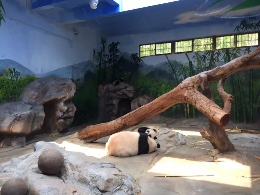 长隆野生动物园攻略亲子游三天,从广州长隆到珠海长隆亲子游攻略