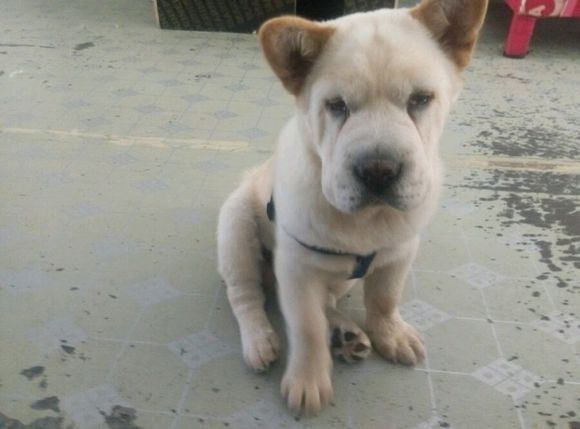 黑松狮长毛和短毛的区别,松狮是长毛的好还是短毛的好