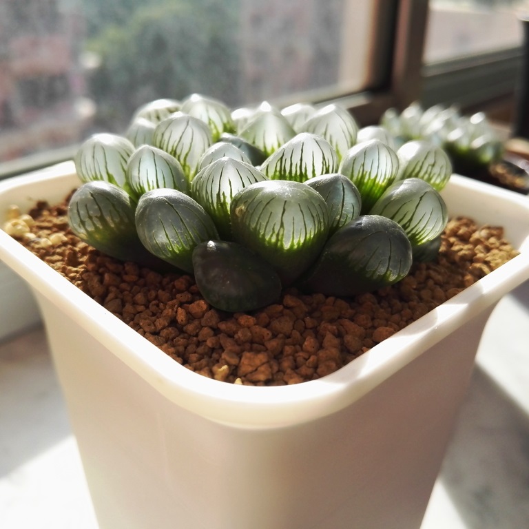 老司机带你去买车,多肉哪里买种子最便宜又好