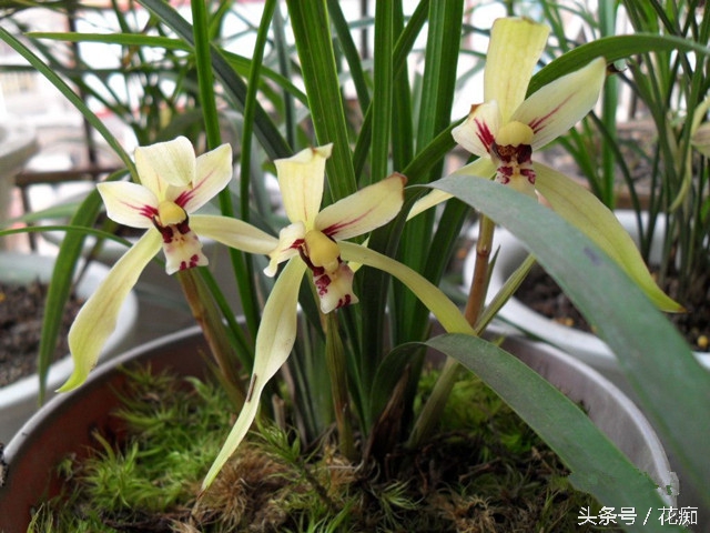 如何才能真正的养好兰花,如何养好一盆兰花