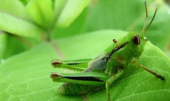 海竿水怪可以钓草鱼吗,海竿串钩挂什么钓草鱼