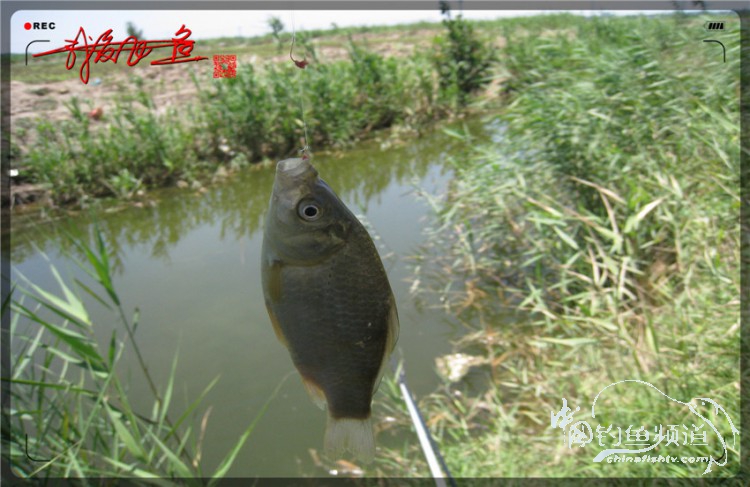户外野钓小河沟七星鱼,鲫鱼野钓小河沟