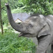 羊妞的日常生活,羊妞的生活记录