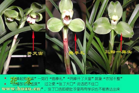 兰花鉴赏兰花根什么样,兰花鉴赏莲瓣兰