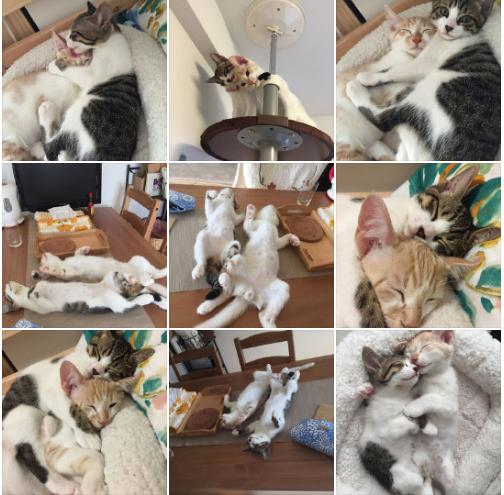 可以舔猫咪的神器,舌头仿真器