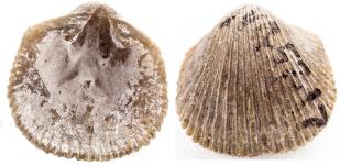 中国地质博物馆百年，这30件藏品亮瞎你的双眼