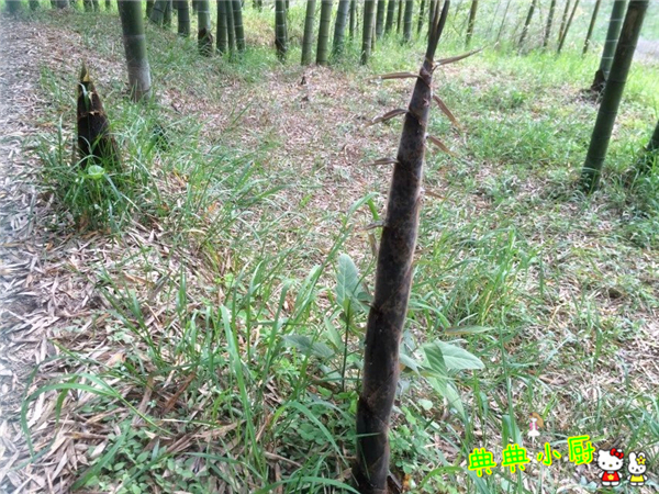 新鲜的小竹笋拿来怎么炒好吃,竹笋烧肉最好吃的做法