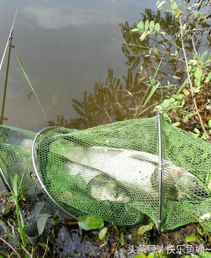 第一次钓鱼收获不错,晨钓该钓浅还是深