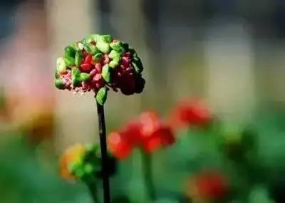 降三高活血化瘀的中药材,中药血管清道夫的功效