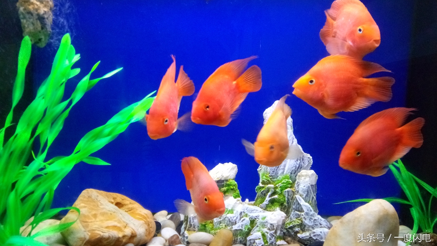 閰锋瘮max5鍙傛暟,閰锋瘮max5鎬ц兘