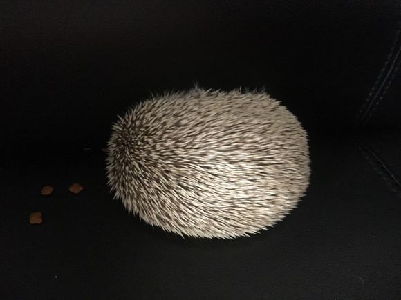 我家非洲迷你刺猬土豆的106天胖萌日记