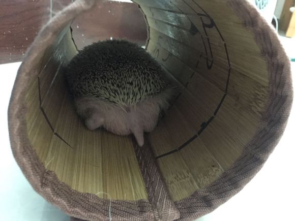 我家非洲迷你刺猬土豆的106天胖萌日记