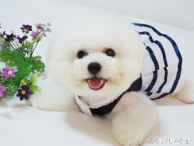 比熊狗狗怀孕啦？铲屎官在高兴之余还要学习如何照顾孕期的狗狗