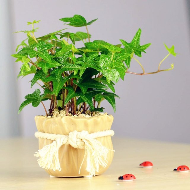 哪种植物去除甲醛最有效果常春藤,常春藤吸附甲醛效果怎么样