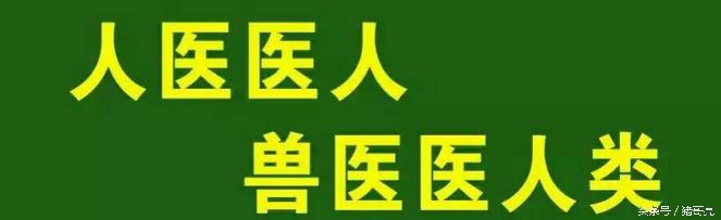 猪针灸,养猪可以针灸吗