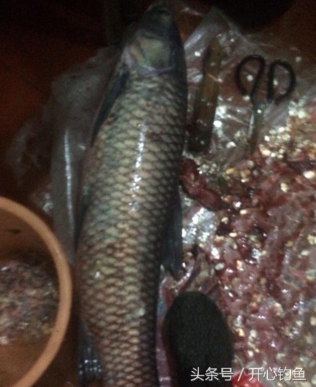 老鬼鱼饵料钓鳊鱼,老鬼专钓鳊鱼饵料配方