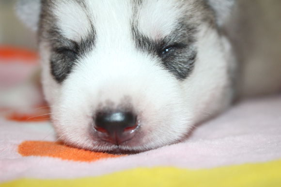 小眼睛的小奶哈，萌翻了，期待长大变大眼帅哥哦。