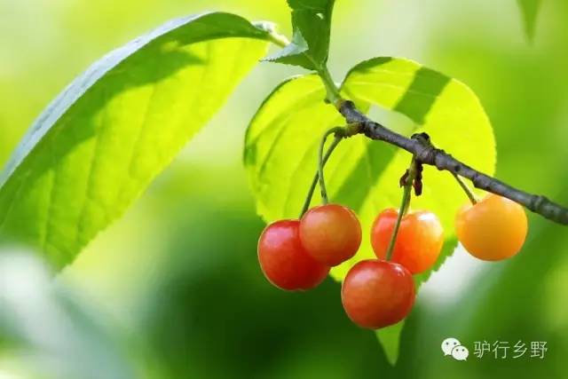 琛屾憚姹変腑,琛屾憚闄曡タ