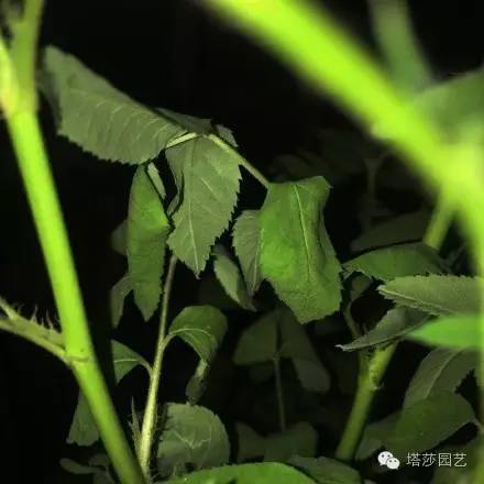 烧苗怎么挽救最好,烧苗的补救措施是