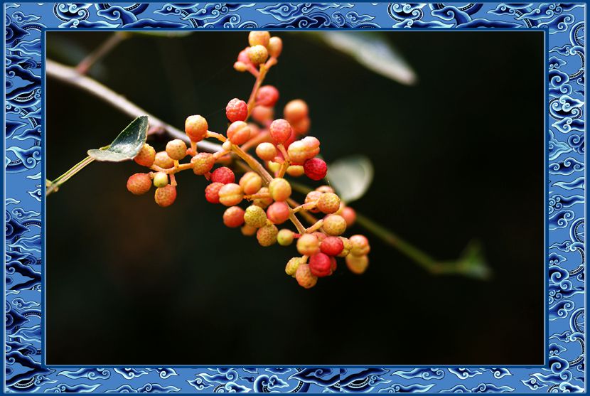 花样年华川菜,舌尖上的味蕾川菜