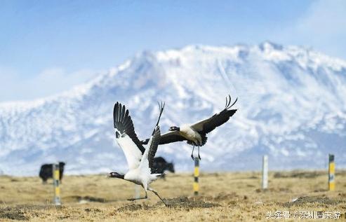 阿坝州川西北大草原,川西北若尔盖地区
