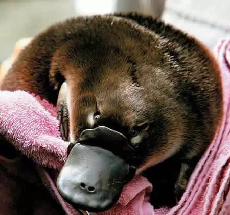 5种现存的动物活化石,地球现存10种活化石