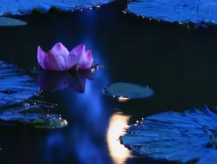 望月诗词鉴赏,秋夜诗词欣赏