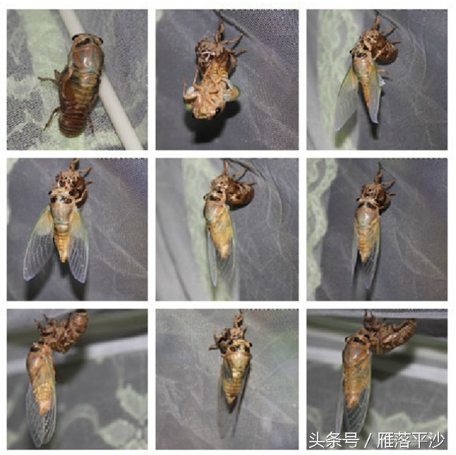 金蝉脱壳怎么孵化,小朋友不睡觉看金蝉如何脱壳的