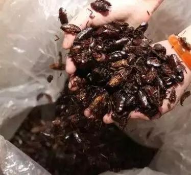 哪些虫子赚钱又好抓,农村常见的虫子哪些可以赚钱