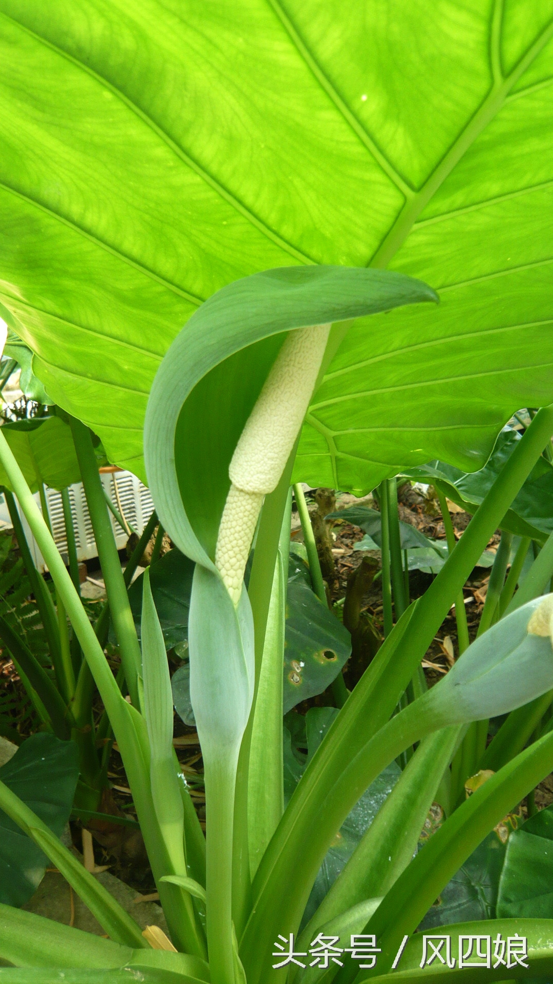 小孩误食滴水观音怎么办,滴水观音叶子小孩误吃了怎么办