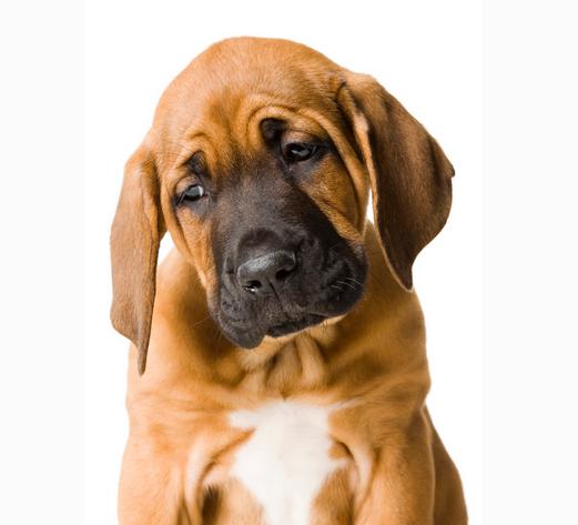 狗狗的便便干硬不吃东西,狗狗的粪便不成形带血丝