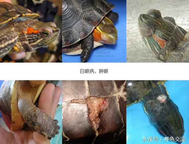 治疗龟发炎的药物,养龟常用药物