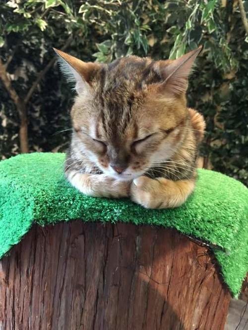 日本猫咖啡店,孟加拉猫咖啡