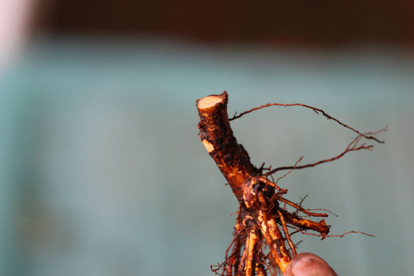 名老中医治经前口疮的经验,名医名方口腔溃疡