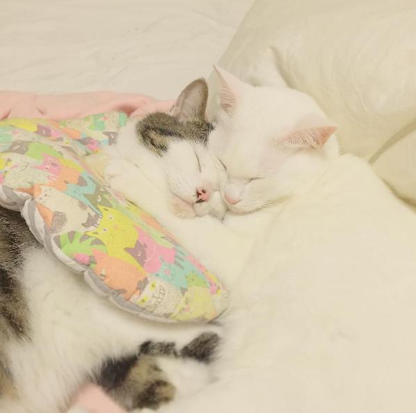 猫咪组合和柴犬组合，你喜欢那一组？