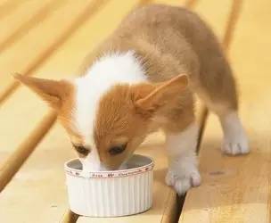 狗狗领回家多久可以训练呢,狗狗新手上路请多关照