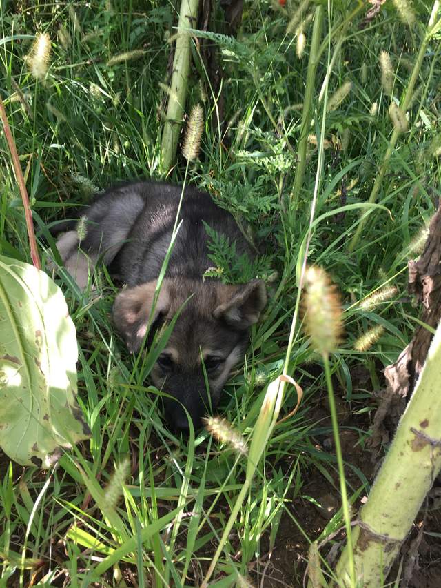 德国牧羊犬耳朵的标准,德国牧羊犬耳朵外翻怎么回事