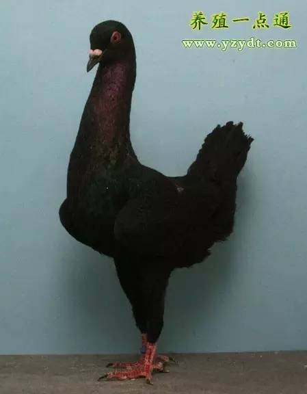 观赏鸽养殖赚钱吗,观赏鸽养殖市场前景分析