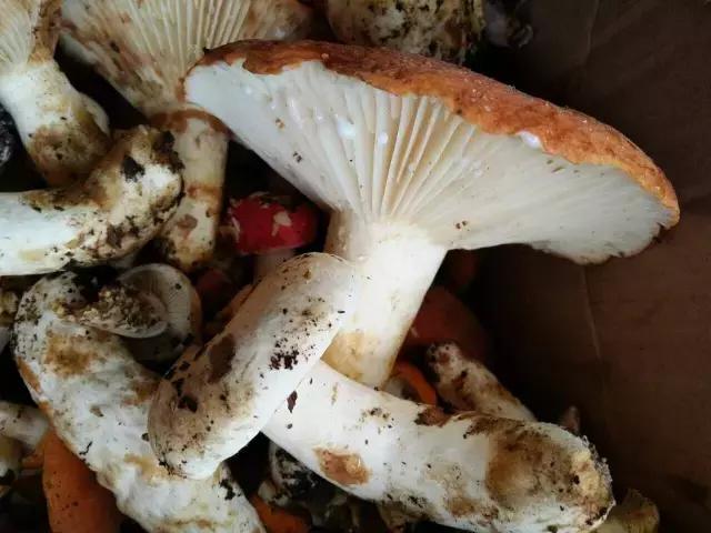 那一场刻骨铭心的毒菌风波