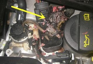 女司机车内传来阵阵腐臭，修车师傅检查之后，女司机不说话了！