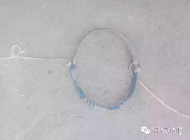 母猪产后咬仔猪怎么办,母猪咬猪最简单的方法