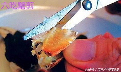 公螃蟹或者母螃蟹要怎么挑选,怎么挑公螃蟹和母螃蟹