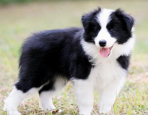 为什么有些边牧不聪明,有人怀疑边牧不聪明