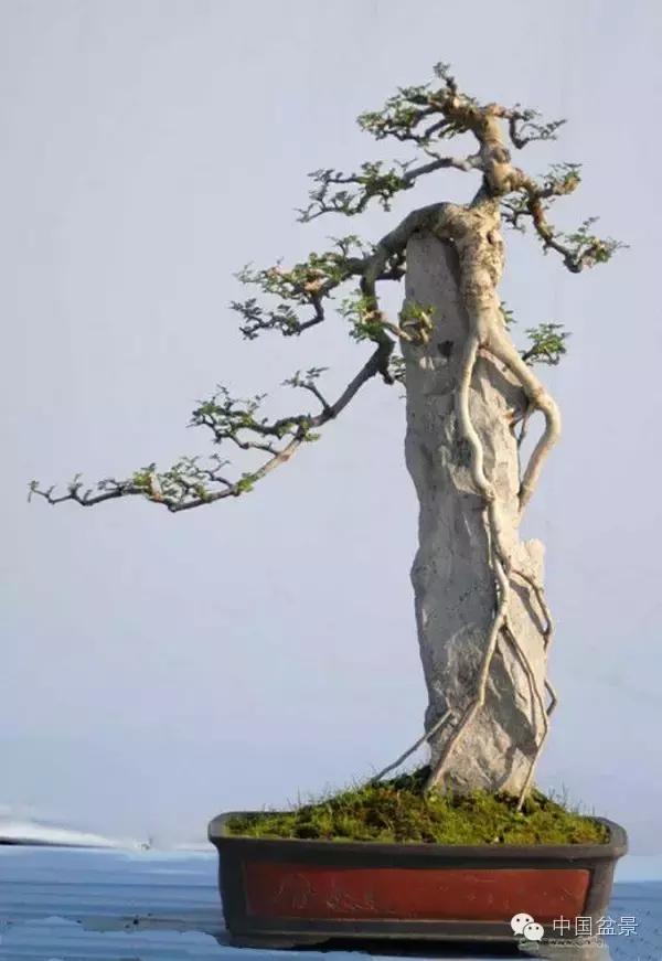 相识满天下知己有几人谁说的,相识满天下知己无一人出处