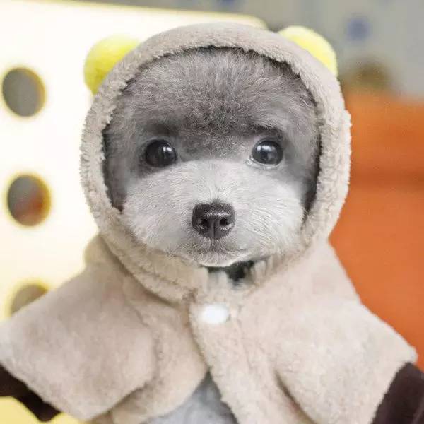 狗狗领回家多久可以训练呢,狗狗新手上路请多关照