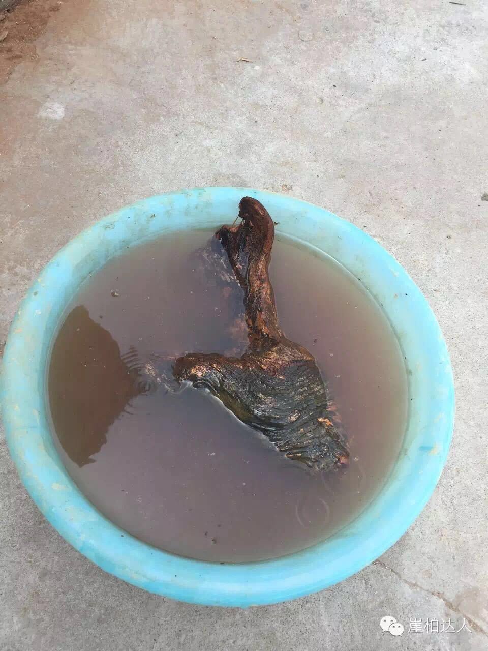 手把手教你打磨崖柏,崖柏玩皮怎么打磨